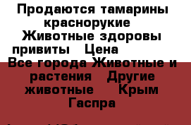 Продаются тамарины краснорукие . Животные здоровы привиты › Цена ­ 85 000 - Все города Животные и растения » Другие животные   . Крым,Гаспра